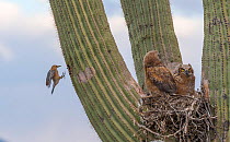 Great horned owl (Bubo virginianus) chicks nesting on Saguaro cactus (Carnegiea gigantea) and Gila woodpecker (Melanerpes uropygialis) landing at nest hole, Santa Catalina Mountains, Arizona, USA, May...