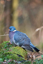 Common Woodpigeon (Columba palumbus) resting in a woodland glade.Lower Saxony, Germany.
