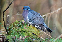 Common woodpigeon (Columba palumbus) resting in a woodland glade. Lower Saxony, Germany, February.