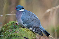 Common woodpigeon (Columba palumbus) resting in a woodland glade. Lower Saxony, Germany, February.