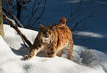 Eurasian lynx (Lynx lynx) walking through snow. Captive, Bavarian Forest National Park, Bavaria, Germany. February.