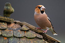 Hawfinch (Coccothraustes coccothraustes coccothraustes) male perched on roof of bird table. Lower Saxony, Germany, February.