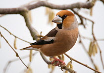 Hawfinch (Coccothraustes coccothraustes coccothraustes) male perched on branch. Lower Saxony, Germany, February.
