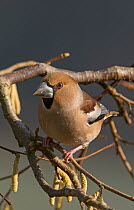 Hawfinch (Coccothraustes coccothraustes coccothraustes)  female perched on a Hazel branch (Corylus) surrounded by catkins. Lower Saxony, Germany, Febraury.