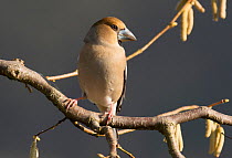 Hawfinch (Coccothraustes coccothraustes coccothraustes) female perched on a branch. Lower Saxony, Germany, February.