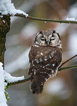 Tengmalm's owl (Aegolius funereus) sleeping in snow covered tree. Captive at Bavarian Forest National Park, Bavaria, Germany. February.
