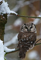 Tengmalm's owl (Aegolius funereus) sitting in a snow covered tree looking over shoulder. Captive at Bavarian Forest National Park, Bavaria, Germany. February.