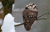 Tengmalm's owl (Aegolius funereus) sitting in a snow covered tree and looking up. Captive at Bavarian Forest National Park, Bavaria, Germany. February.