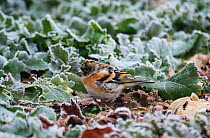 Brambling (Fringilla montifringilla) male in winter plumage foraging around frosty crop. Lower Saxony, Germany. February.