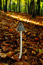 Magpie inkcap fungus (Coprinus picaceus) growing in Beech woodland, Banstead Woods SSSI, North Downs. Surrey, UK, October.