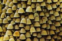 Trooping crumble cap / Fairy bonnets fungi (Coprinus disseminatus) Banstead Woods Sssi. North Downs. Surrey, UK, October.
