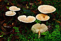 Common funnel fungi (Clitocybe gibba) South-west London, UK, November.