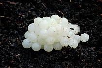 Garden snail eggs (Helix aspersa) in soil, South-west London. UK,  August.
