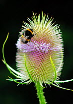Buff tailed bumblebee (Bombus terrestris) resting on flowering Teasel (Dipsacus fullonum) South-west London. UK, July.