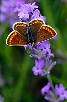 Female  Brown argus butterfly (Aricia agestis) feeding from Lavender flowers. July. North Downs. Surrey. UK