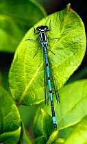 Male Azure (Coenagrion puella) damselfly resting on a leaf. May. South-west London. UK