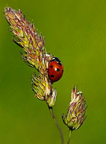 Seven spot ladybird (Coccinella 7-punctata) resting on grass seed head. South-west London, UK, June.
