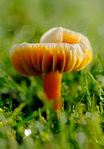 Parrot waxcap fungi (Hygrocybe psittacinus) growing from dewy grassland. South-west London, UK, November.