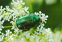 Rose Chafer (Cetonia aurata) feeding from Cow Parsley (Anthriscus sylvestris) South-west London, May.