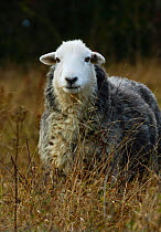 Herdwick Ewe (Ovis aries) Part of a conservation grazing project on the North Downs. October. Surrey. UK