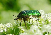 Rose Chafer (Cetonia aurata) feeding from Cow Parsley (Anthriscus sylvestris) South-west London. UK, March.