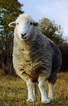 Herdwick ewe (Ovis aries) part of a conservation grazing project on the North Downs, Surrey, UK. October.