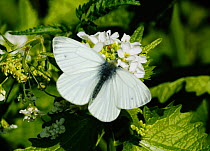 Green-veined White (Pieris napi) butterfly, male feeding from Garlic Mustard (Alliaria petiolata) flowers. South-west London. UK. April.