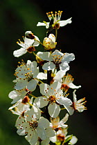 Blackthorn (Prunus spinosa) blossom. South-west London, UK, March.