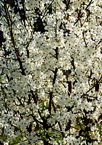 Blackthorn blossom (Prunus spinosa) London, UK, March.