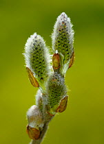 Female Goat willow catkins (Salix caprea) at the point of opening, south-west London, UK, March.