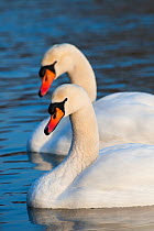 Mute swans (Cygnus olor) on water, Bavaria, Germany, February.