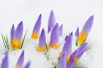 Firefly crocus (Crocus sieberi) flowers  in snow, Bavaria, Germany, March.