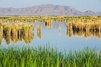 Armash fishponds, an important Ramsar wetland, Armenia, May.