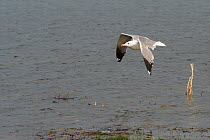 Armenian gull (Larus armenicus) flying, Lake Sewan, Armenia, May.