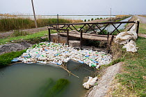 Plastic bottles floating in drainage trench, Armash fishponds, Armenia, May.