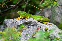 Balkan green lizard (Lacerta trilineata) on rock, Krk Island, Croatia, June.