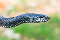 Aesculapian snake (Zamenis longissimus) melanistic form, Krk Island, Croatia, June.