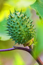 Jimson weed (Datura stramonium) fruit, Bavaria, Germany, October.