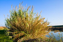 Giant reed (Arundo donax), Po Delta, Italy, November.