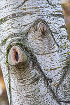 Poplar tree (Populus sp) trunk with bark growing over base of two branches that have been cut, Po Delta, Italy, November.