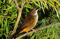 Noisy scrub bird (Atrichornis clamosus) Western Australia. Endemic species.