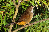 Noisy scrub bird (Atrichornis clamosus) Western Australia. Endemic species.