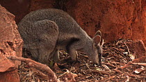 Black-footed rock wallaby (Petrogale lateralis) foraging, Pilgonaman Gorge, Cape Range National Park, Western Australia.
