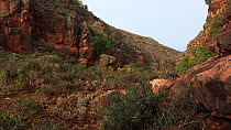 Panning shot of Pilgonaman Gorge showing Black-footed rock wallaby (Petrogale lateralis) in habitat. Cape Range National Park, Western Australia.
