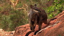 Black-footed rock wallaby (Petrogale lateralis) on ledge, Pilgonaman Gorge, Cape Range National Park, Western Australia.