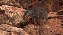 Black-footed rock wallaby (Petrogale lateralis) female feeding on leaves, Pilgonaman Gorge, Cape Range National Park, Western Australia.
