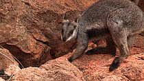 Black-footed rock wallaby (Petrogale lateralis) with joey hidden in pouch, moving over rocks and grooming, Pilgonaman Gorge, Cape Range National Park, Western Australia.