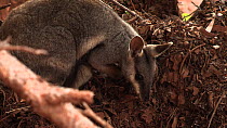 Black-footed rock wallaby (Petrogale lateralis) foraging, Pilgonaman Gorge, Cape Range National Park, Western Australia.