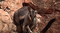 Black-footed rock wallaby (Petrogale lateralis) female scratching with joey in pouch, panning to another wallaby. Pilgonaman Gorge, Cape Range National Park, Western Australia.