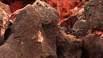 Black-footed rock wallaby (Petrogale lateralis) habitat, zooming in to show Wallabies resting on rocks, Pilgonaman Gorge, Cape Range National Park, Western Australia.